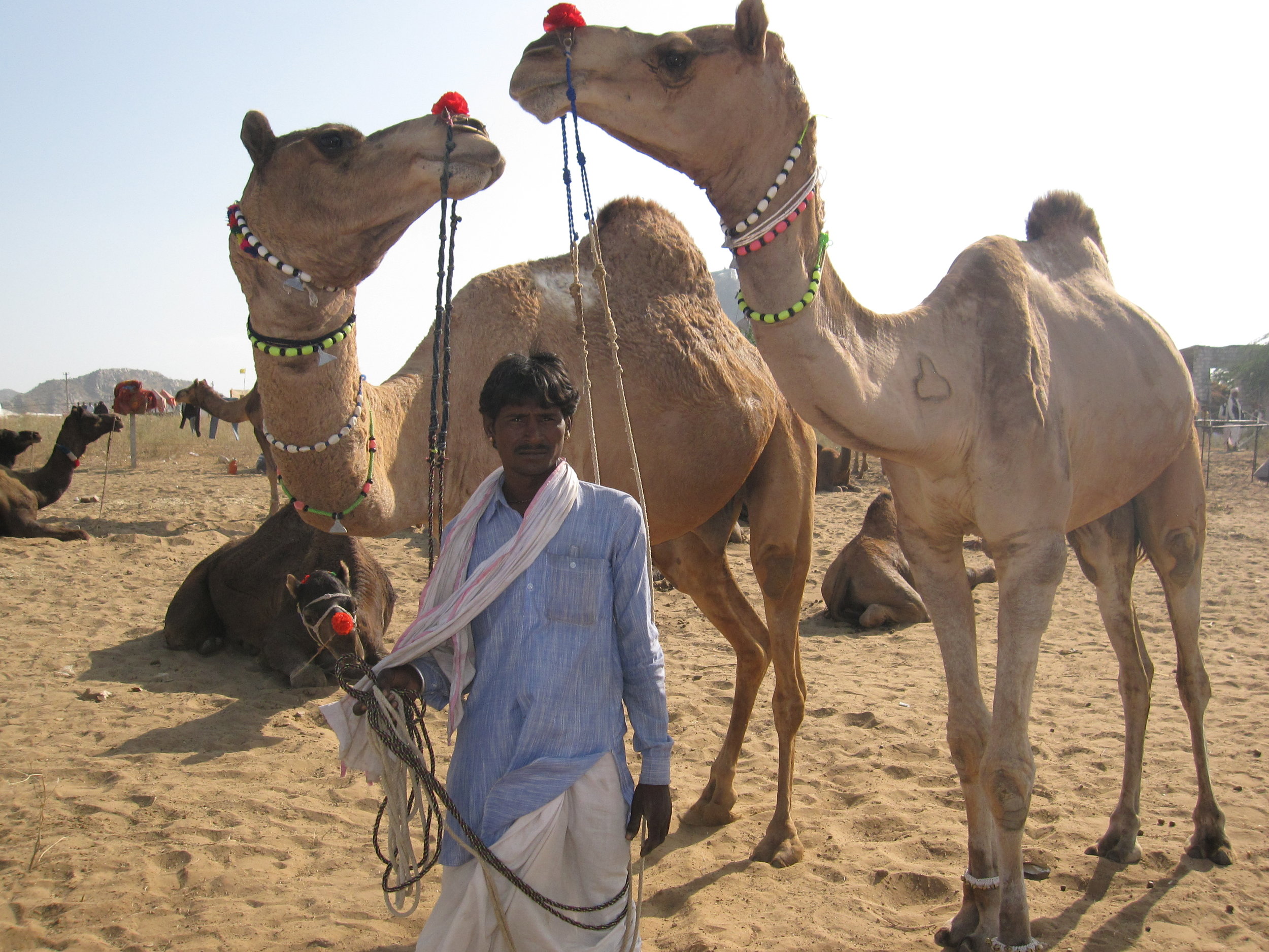  Indian Camels 