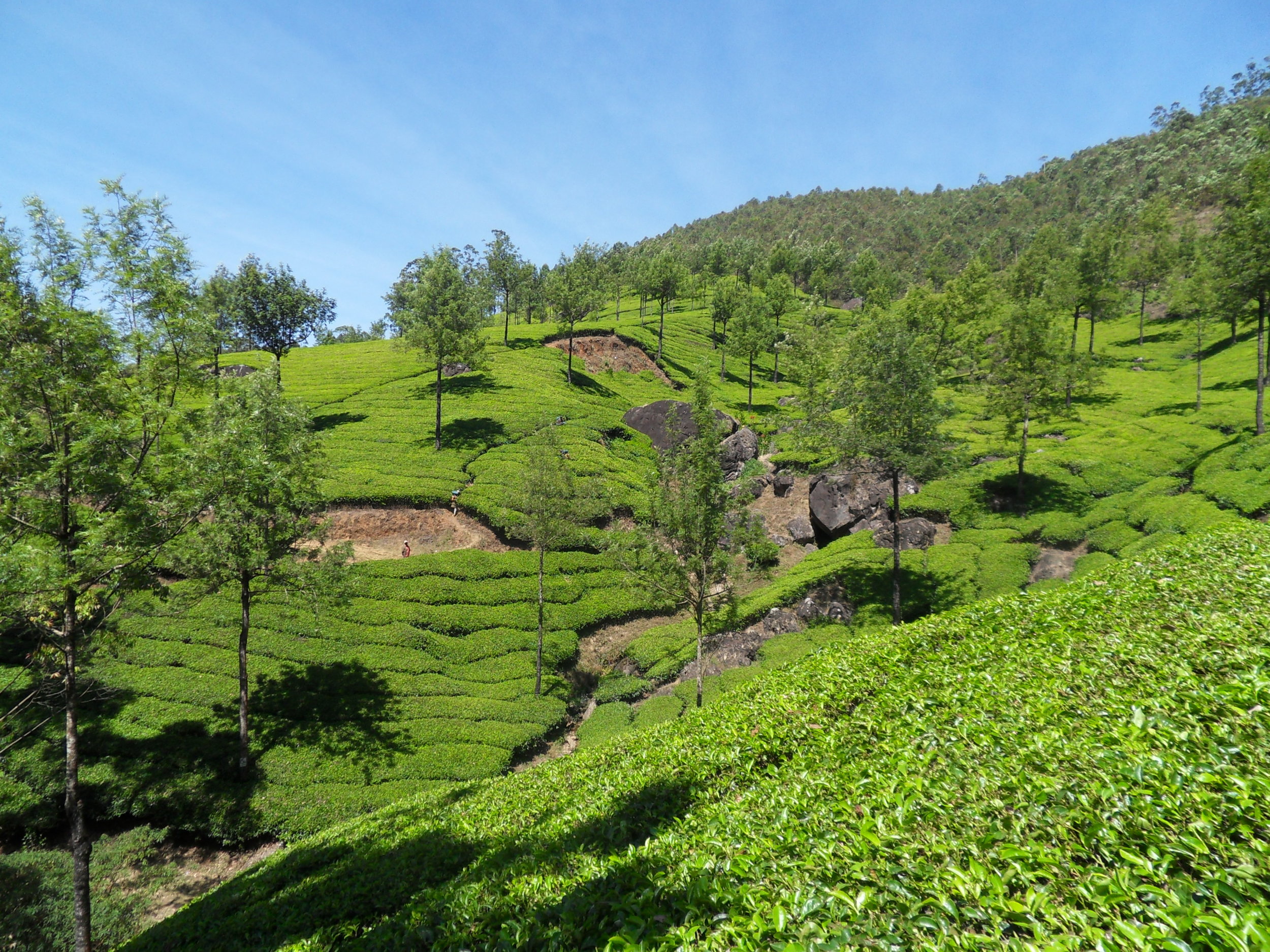  Tea Plantation - Munnar 