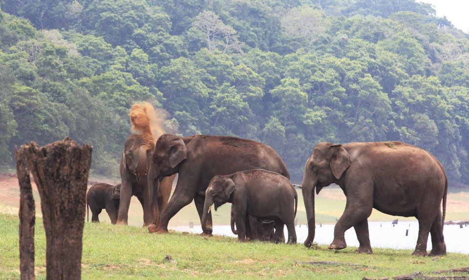  Wild elephants - Periyar 