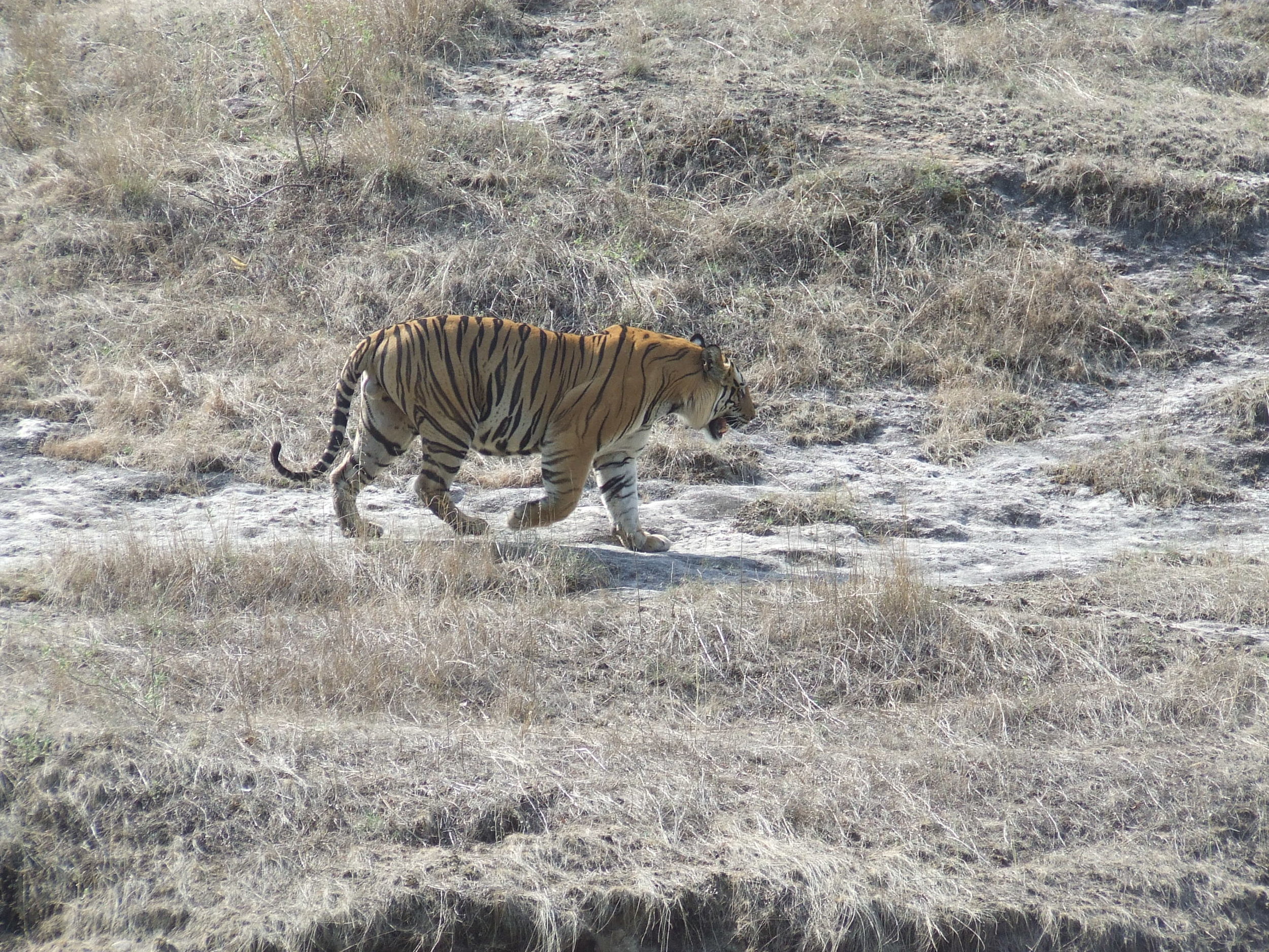 India-Madhya Pradesh-Bandhavgarh National Park-Wildlife-Tiger Park-Jayant Naniwadekar-2007 (27).JPG