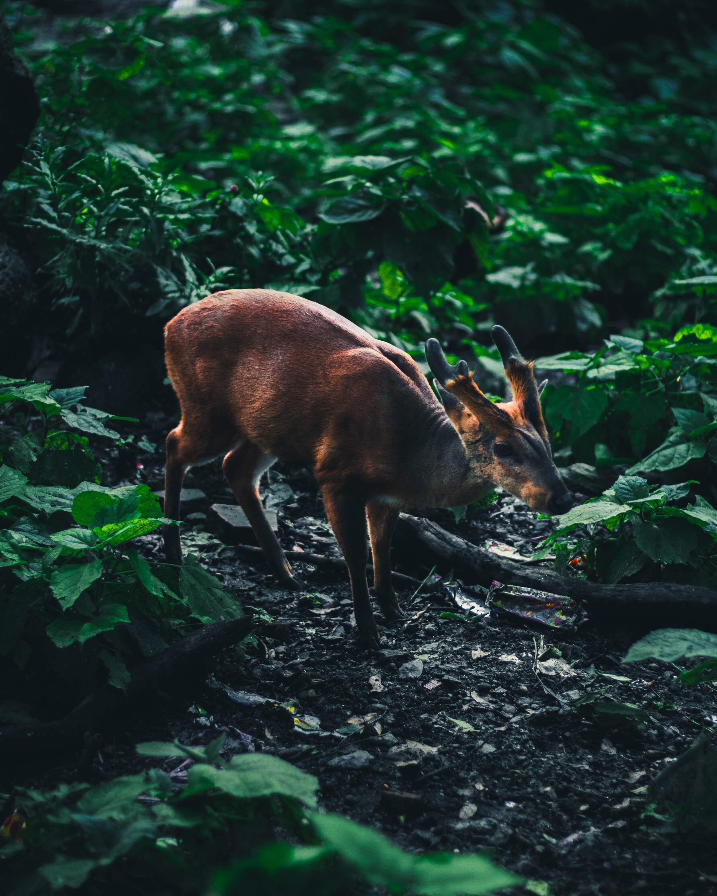 Brown deer, Kathmandu, Nepal 