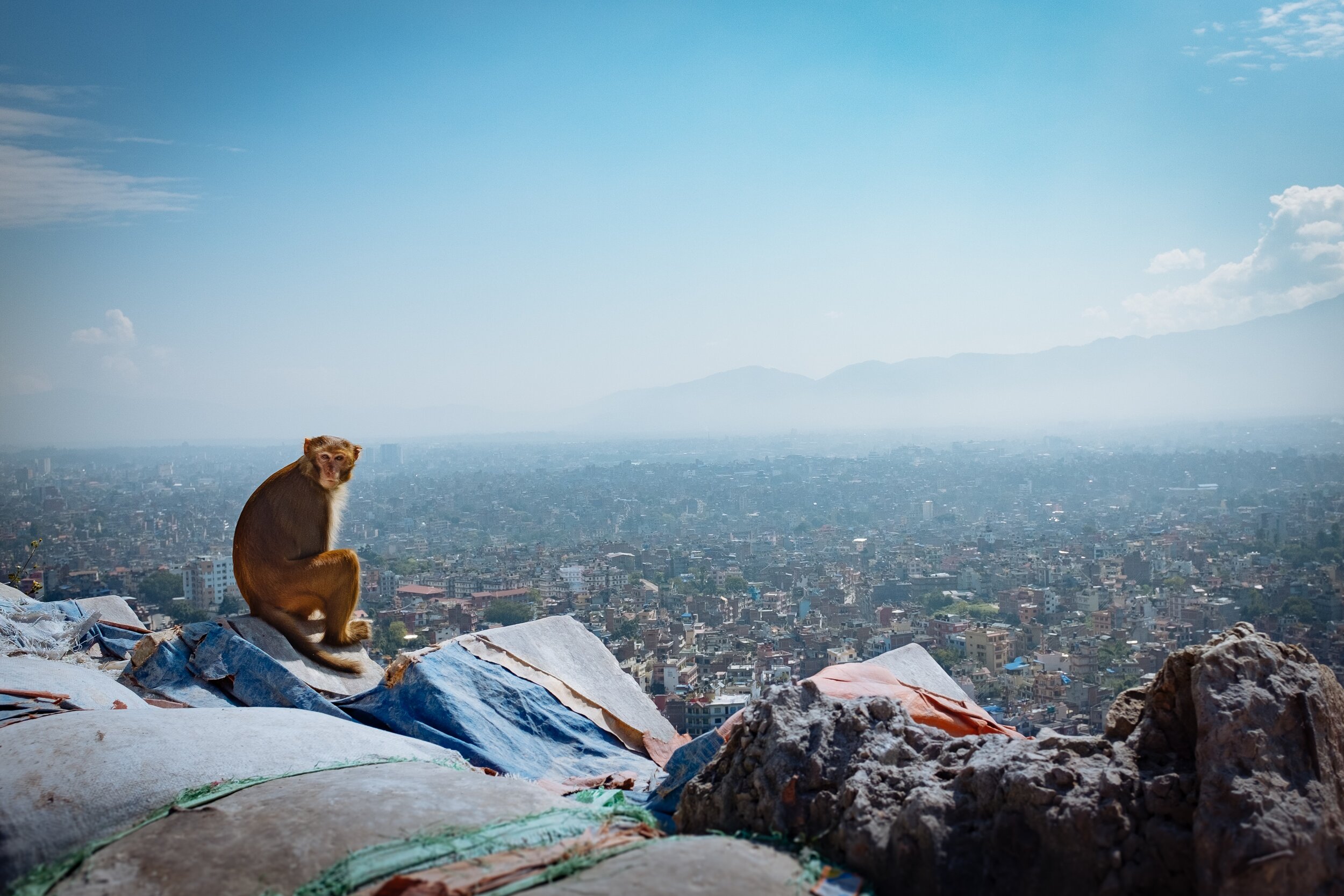  Temple monkey, Swayambhunath, Kathmandu 