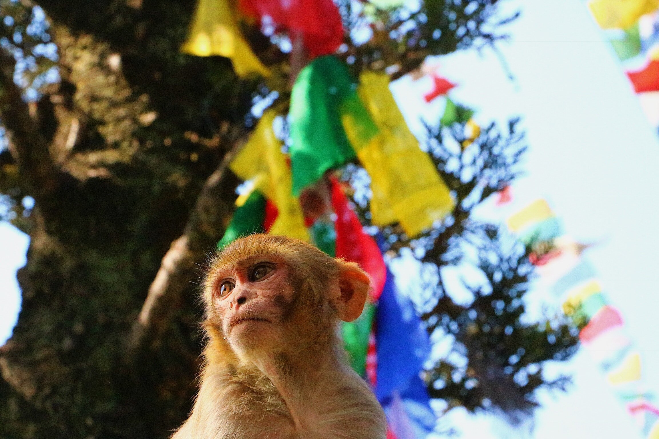  Temple monkey, Kathmandu 