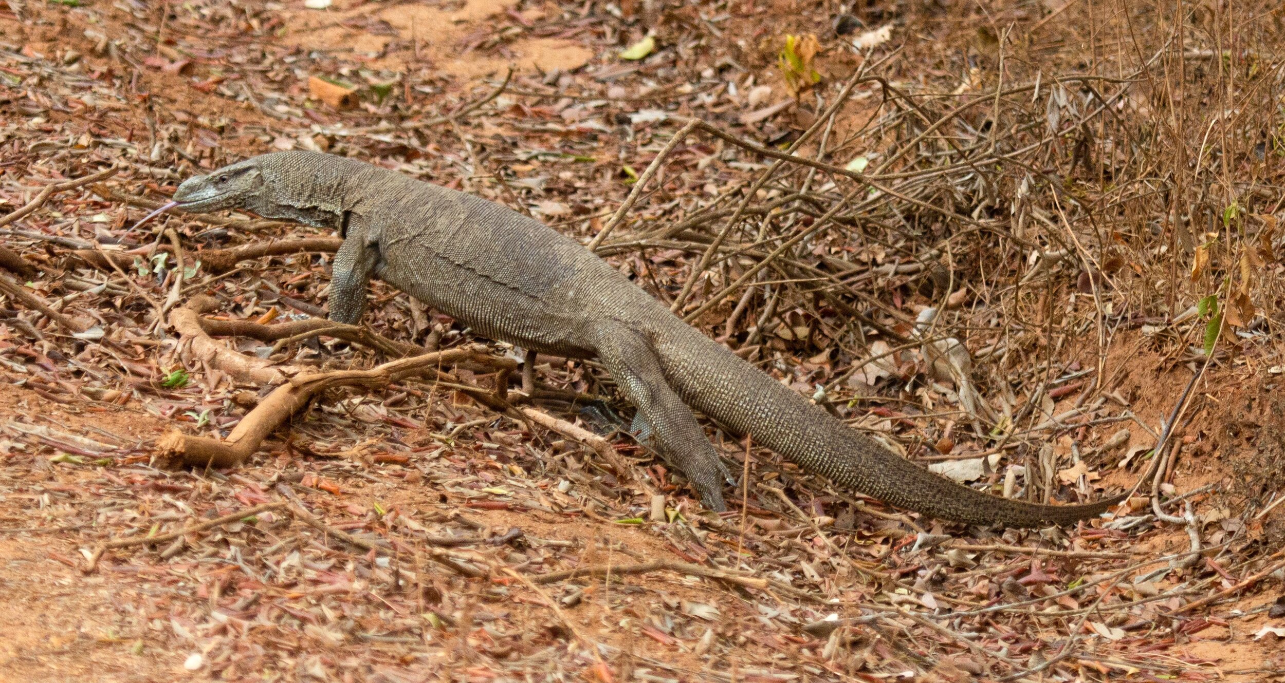  Wilpattu National Park 