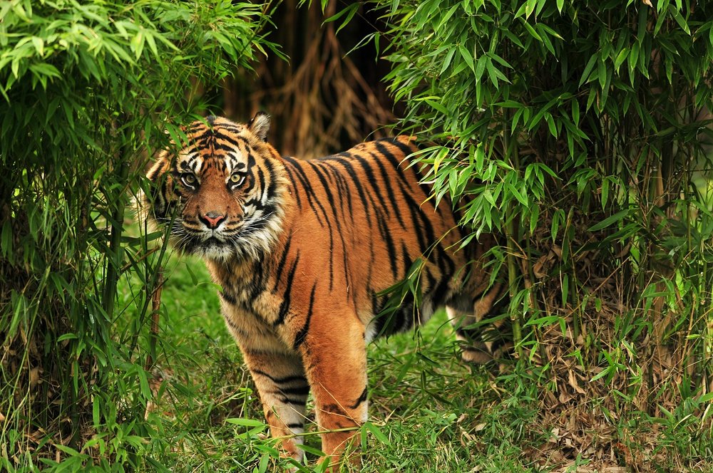 Animals in India: A Simple (But Complete) Guide | Harji's India Animals in India: A Simple (But Complete) Guide | Harji's India