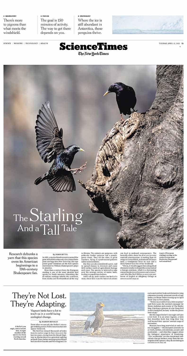 220412-TEARSHEETS-NYT-starlings-science.jpg