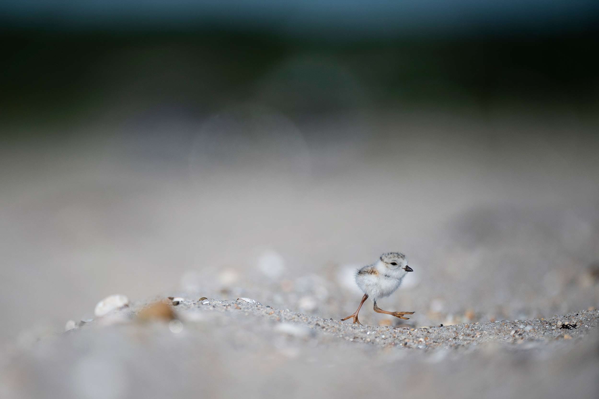 220704-KM-TERNS-PLOVERS-SAMMYS-2320.jpg