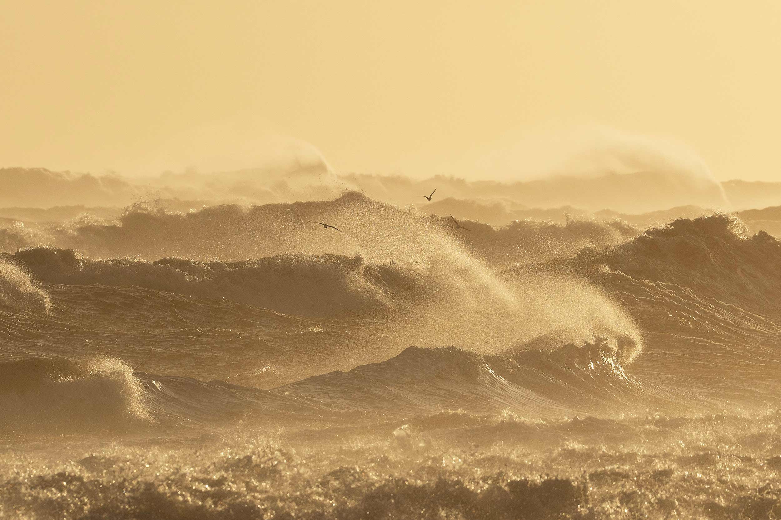 240113-KM-WAVES-STORM-GULLS-0563-2500px.jpg