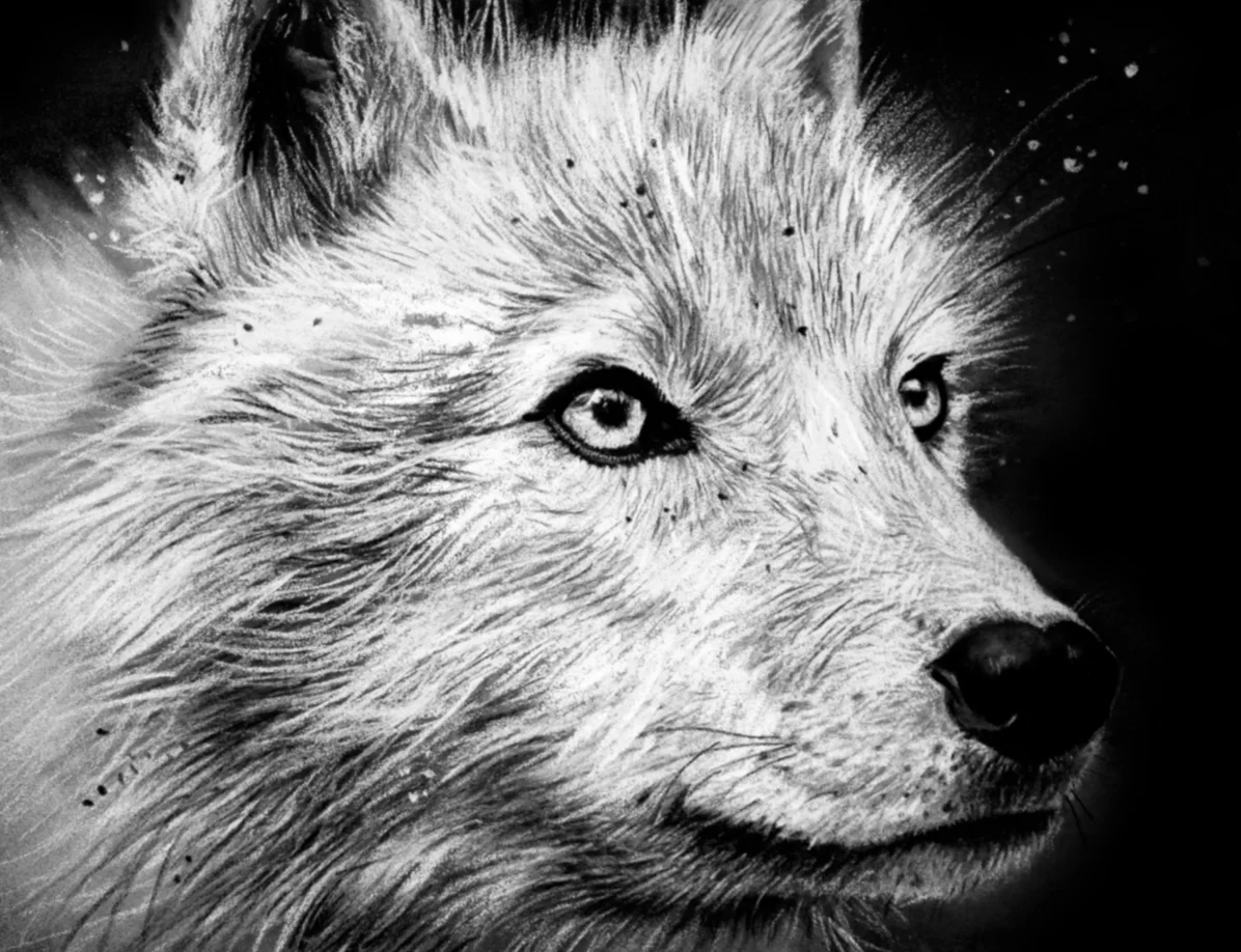 Arctic Wolf_Sharlena Wood.jpg