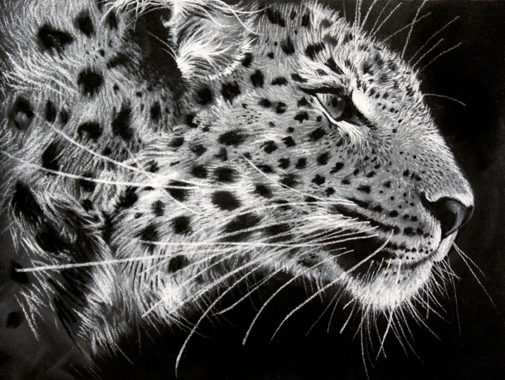 Amur Leopard_Sharlena Wood.jpg