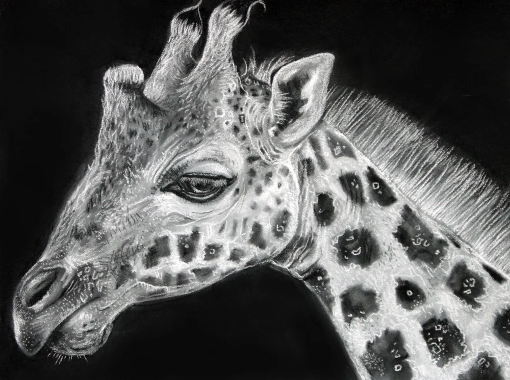 Rothschild Giraffe_Sharlena Wood.jpg
