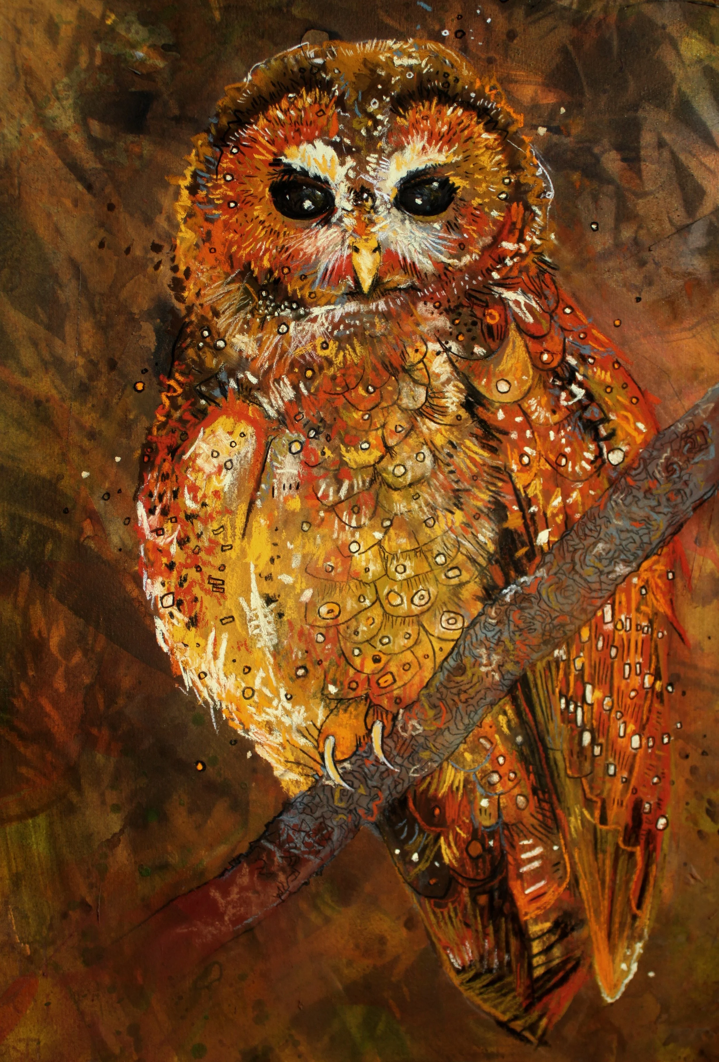 Northern Spotted Owl LG.jpeg
