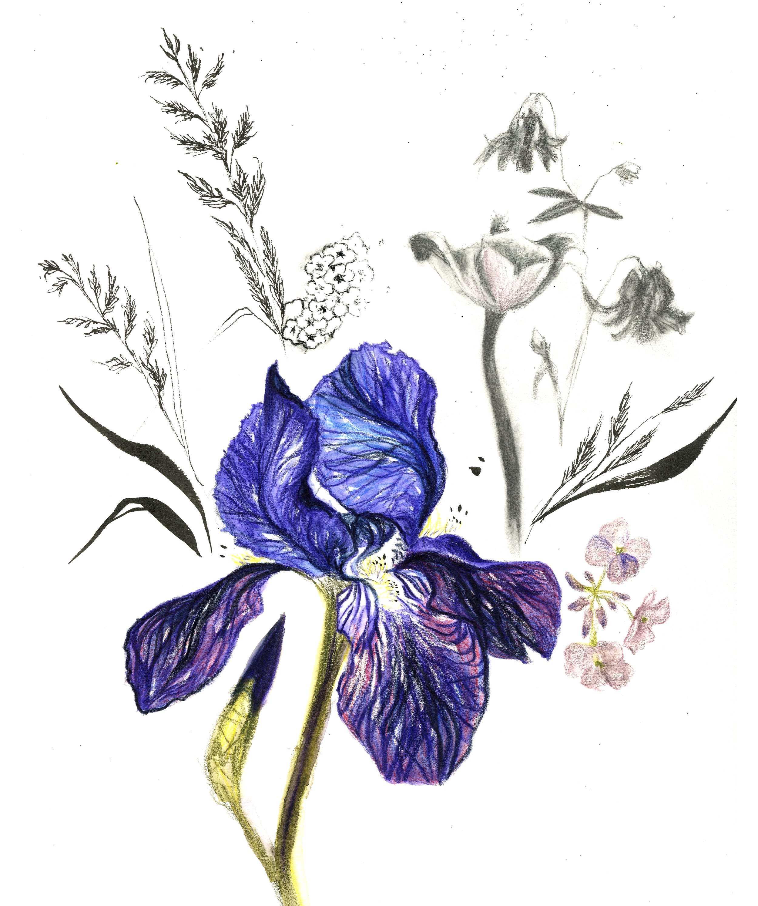 iris_drawing on plate paper.jpg