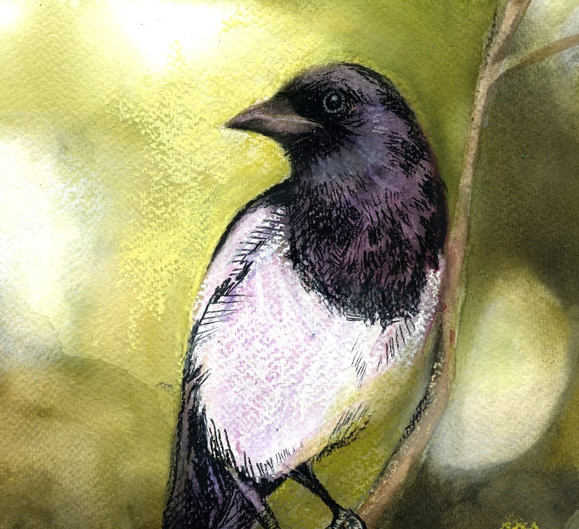 Magpie-Beautiful-Birds-demo.jpg