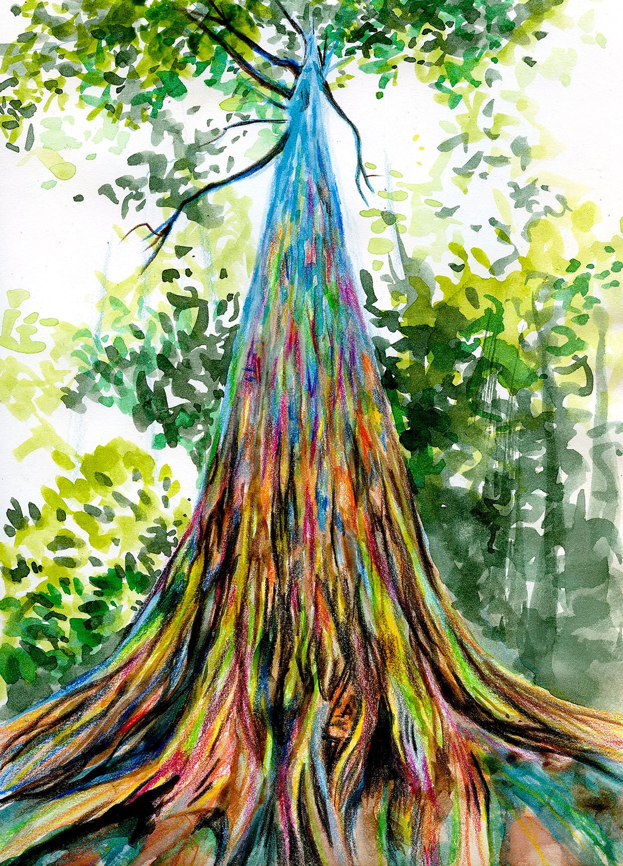 rainbow-eucalyptus-tree_web.jpeg