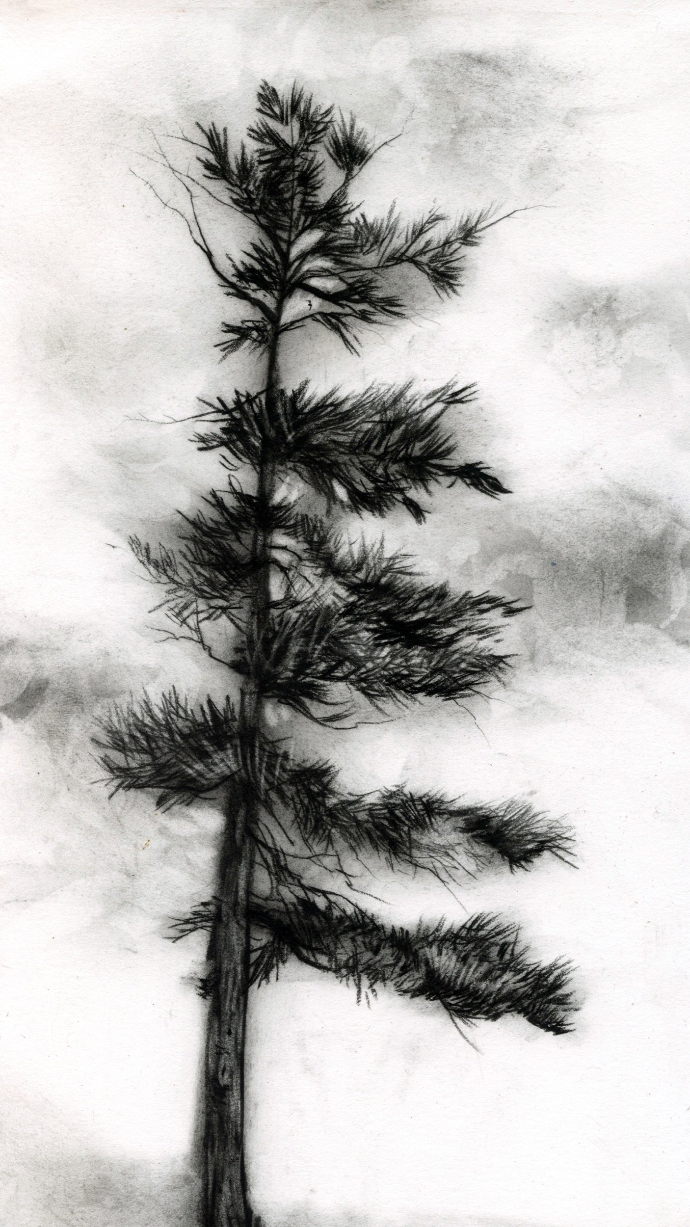 Spirit Trees Winter_Jan 2023 pine tree.jpeg