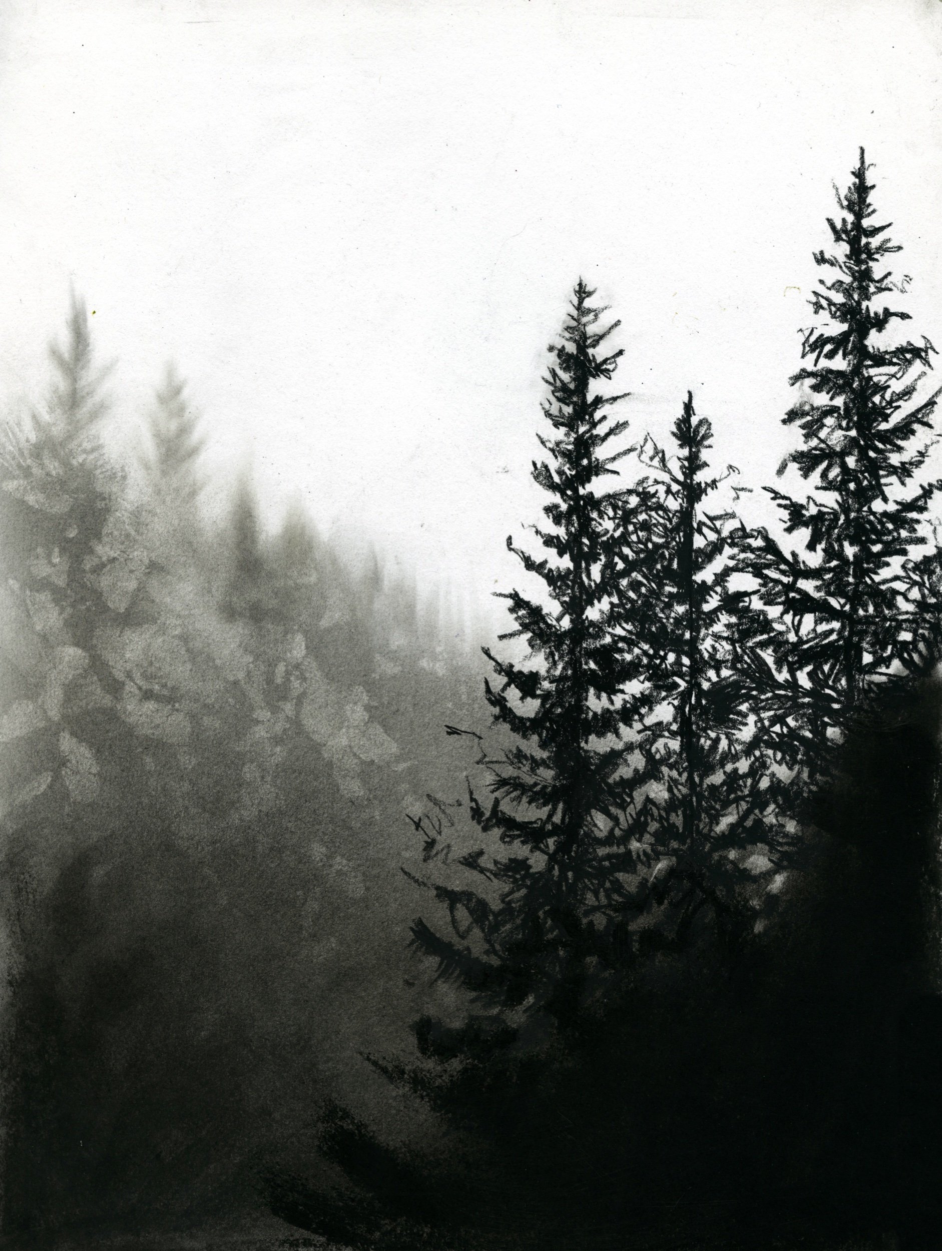 evergreens_perspective_charcoal.jpeg