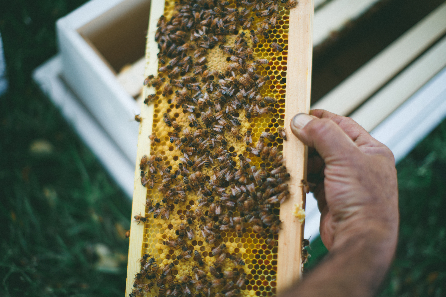 hive.jpeg