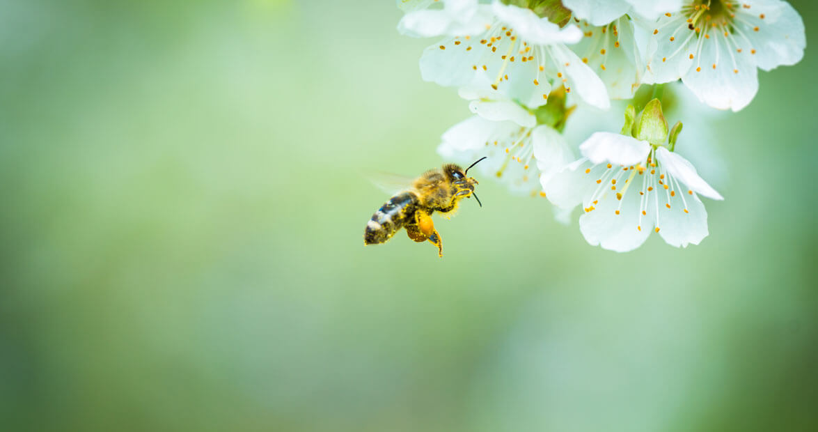 seven-tips-to-planting-a-bee-friendly-garden.jpg