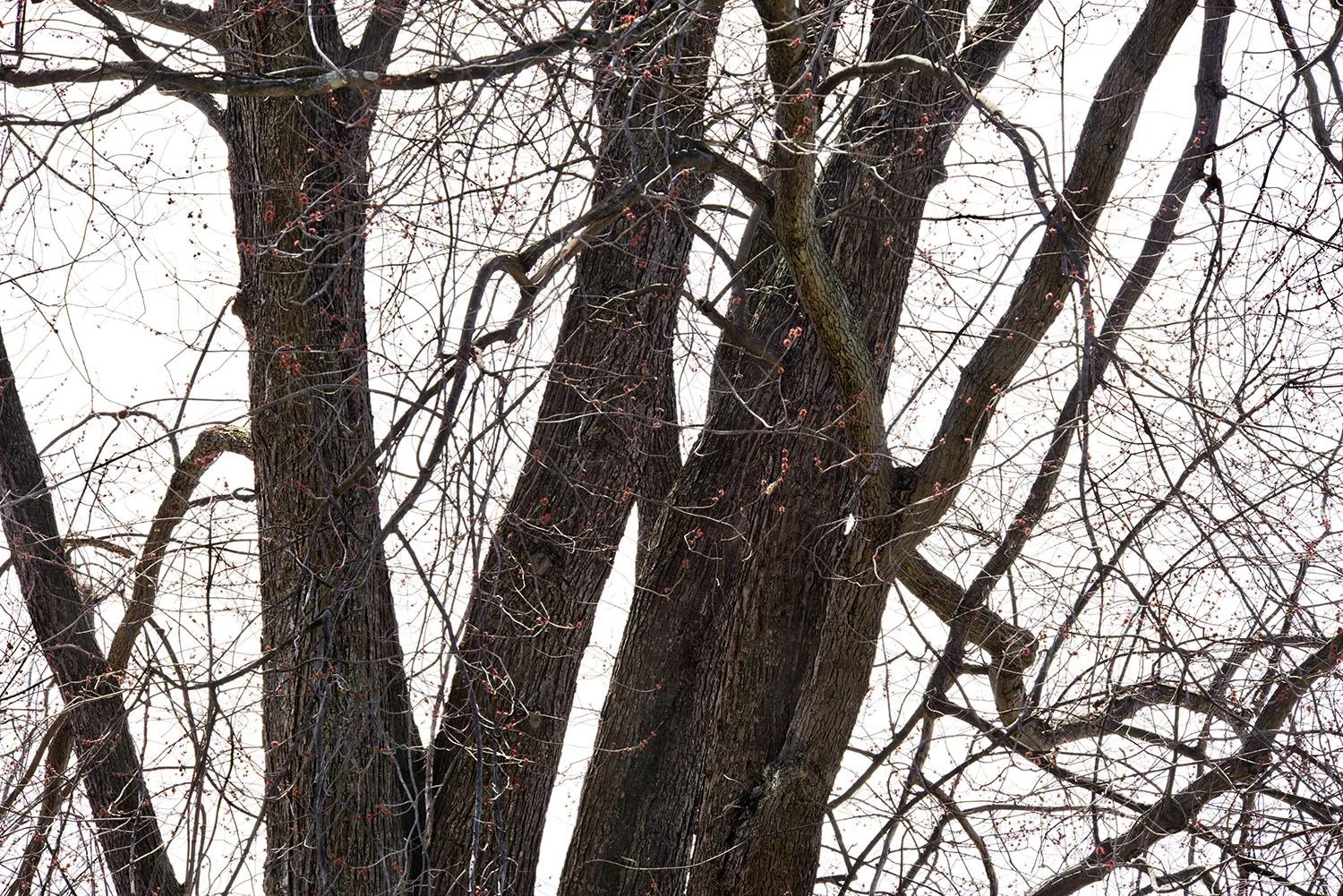 Stewart Park, Ithaca, NY, 2015