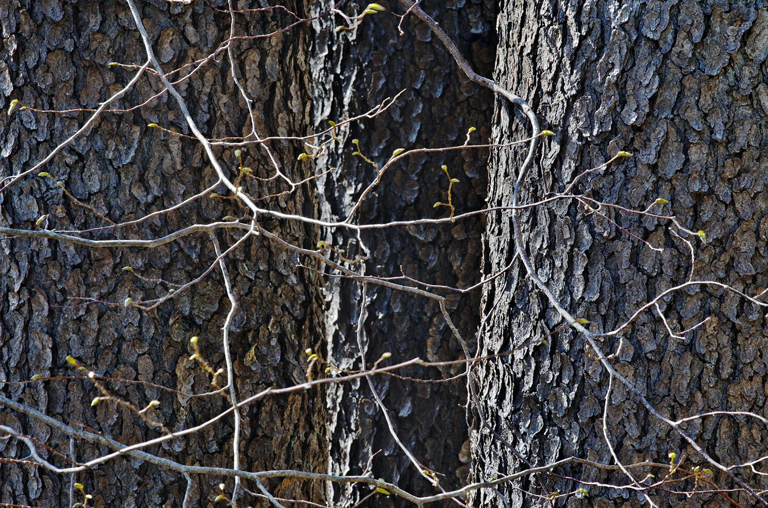Colton Point State Park, Tioga County, PA, 2015
