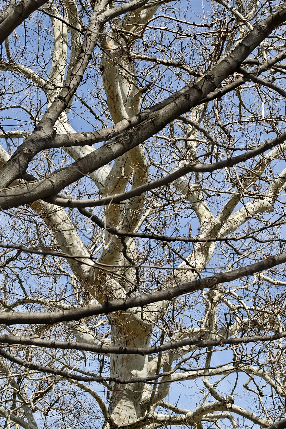 Stewart Park, Ithaca, NY, 2015