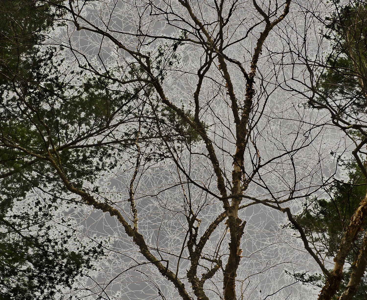 Black Walnut Bottom, Pine Creek Valley, Lycoming County, PA, 2015