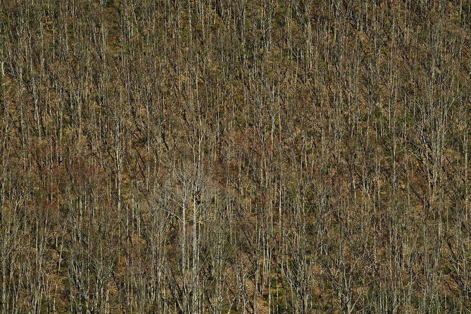 Pine Creek Valley, Tioga County, PA, 2015