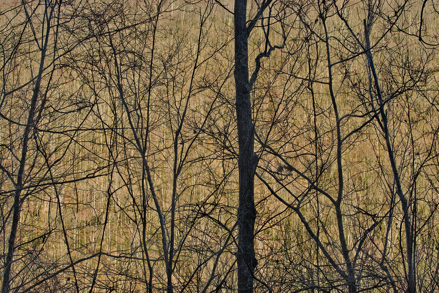 Pine Creek Valley, Lycoming County, PA, 2015