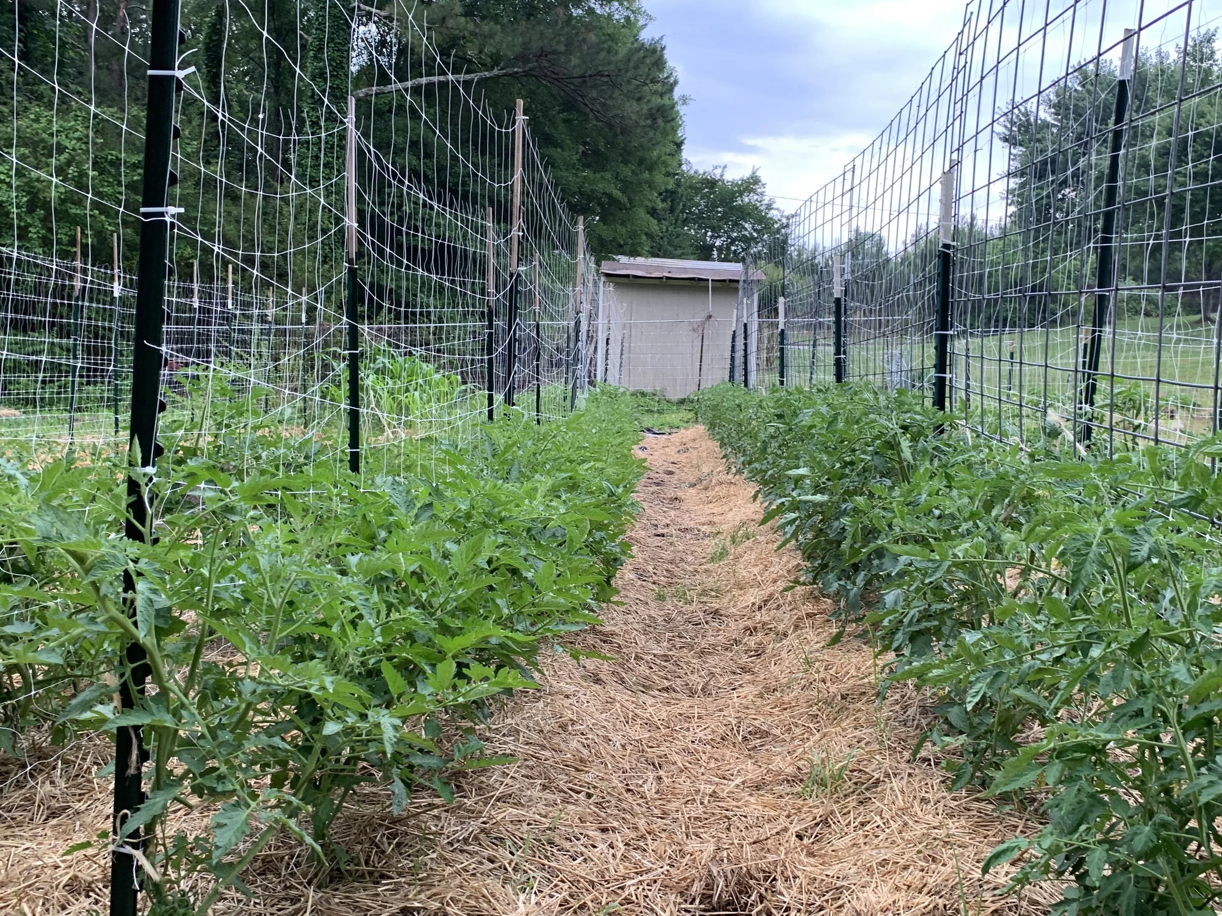 Tomato Field.jpg