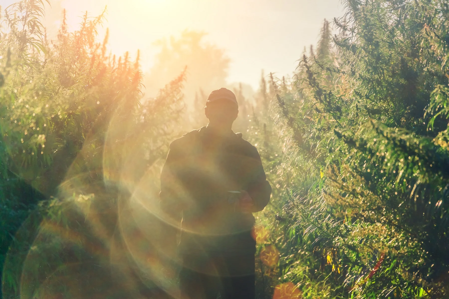 The case for Humboldt Cannabis Appellations