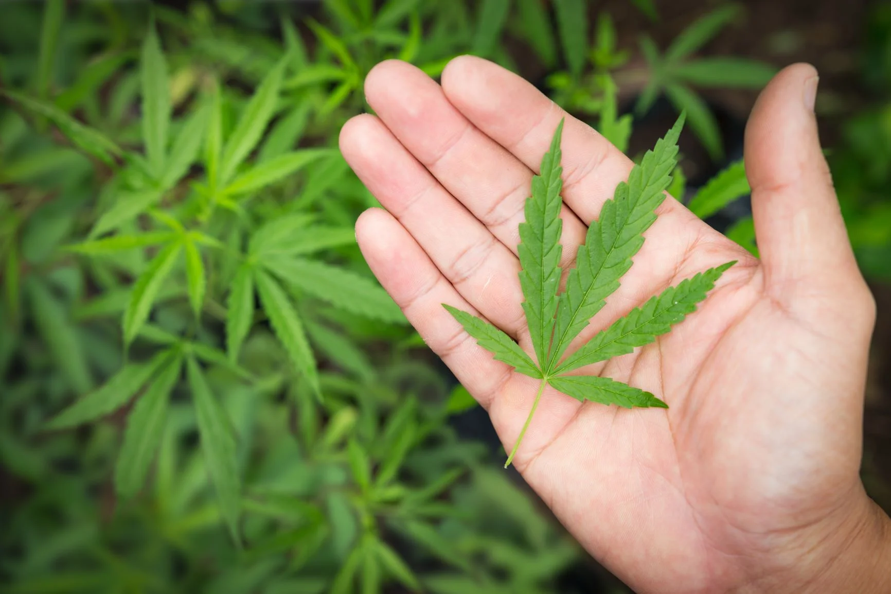 Humboldt Cannabis Appellations: Further Thoughts