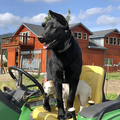 dog black on tractor400.jpg
