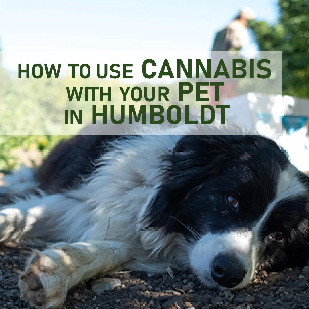 HowToPetCannabis-01.jpg