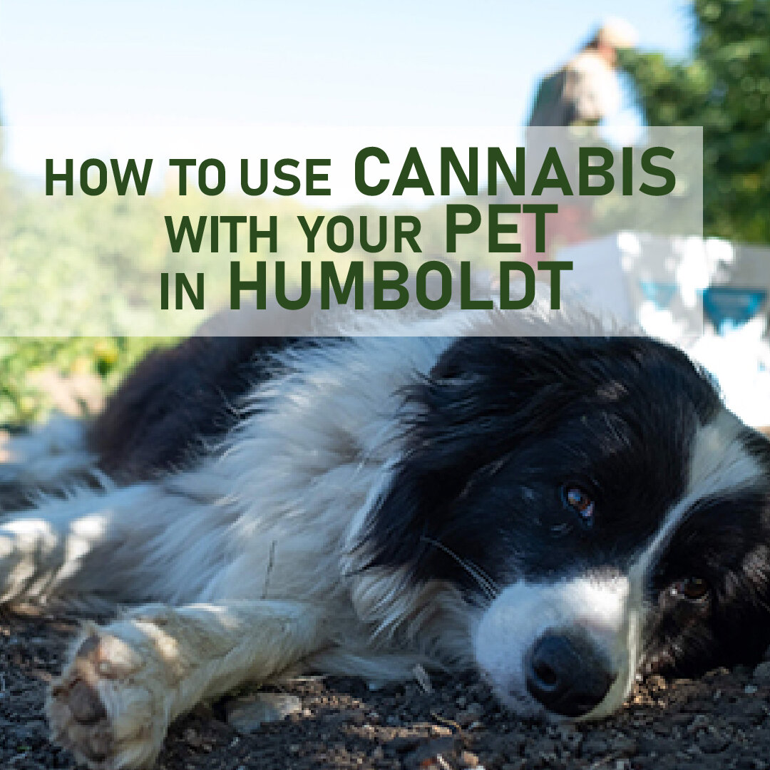 How to use cannabis with your pet in Humboldt