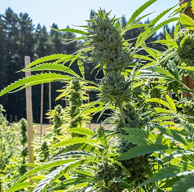 cannabisredwoods.jpg