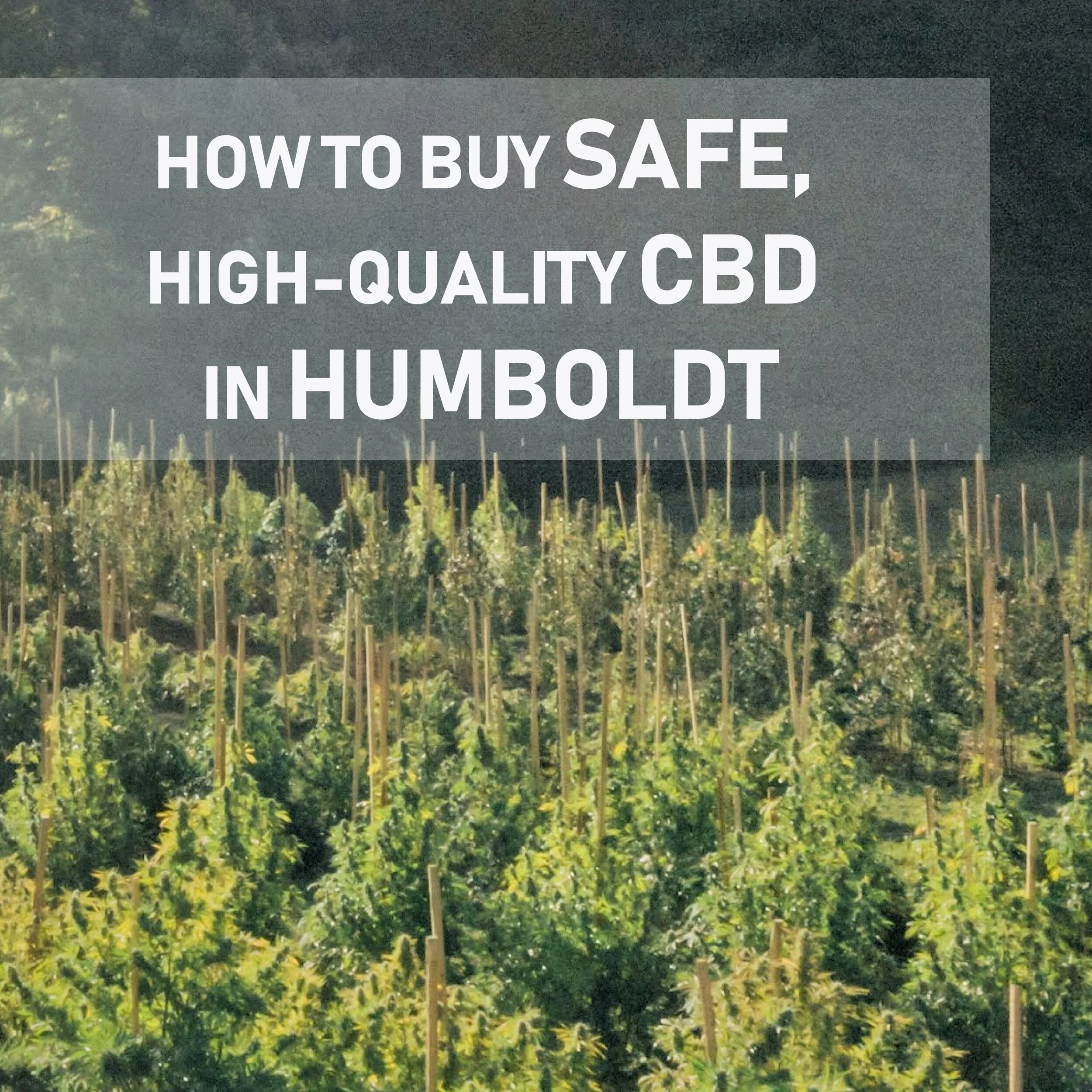 How to buy CBD in Humboldt-2020_02-01-01.jpg