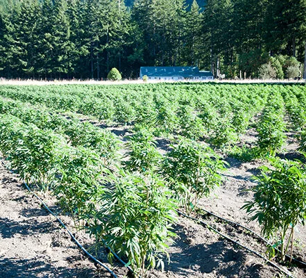 Empress Farms, Humboldt County