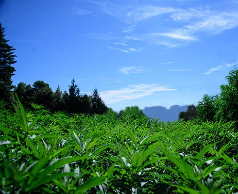 Aloha Humboldt, Humboldt County