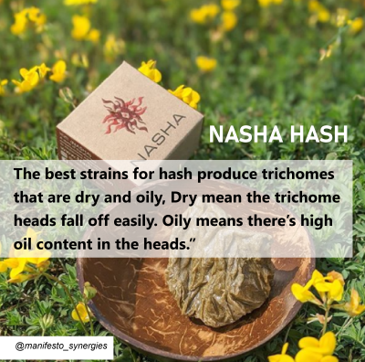 Nasha Extracts, Humboldt County