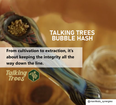 Talking Trees Bubble Hash, Humboldt County