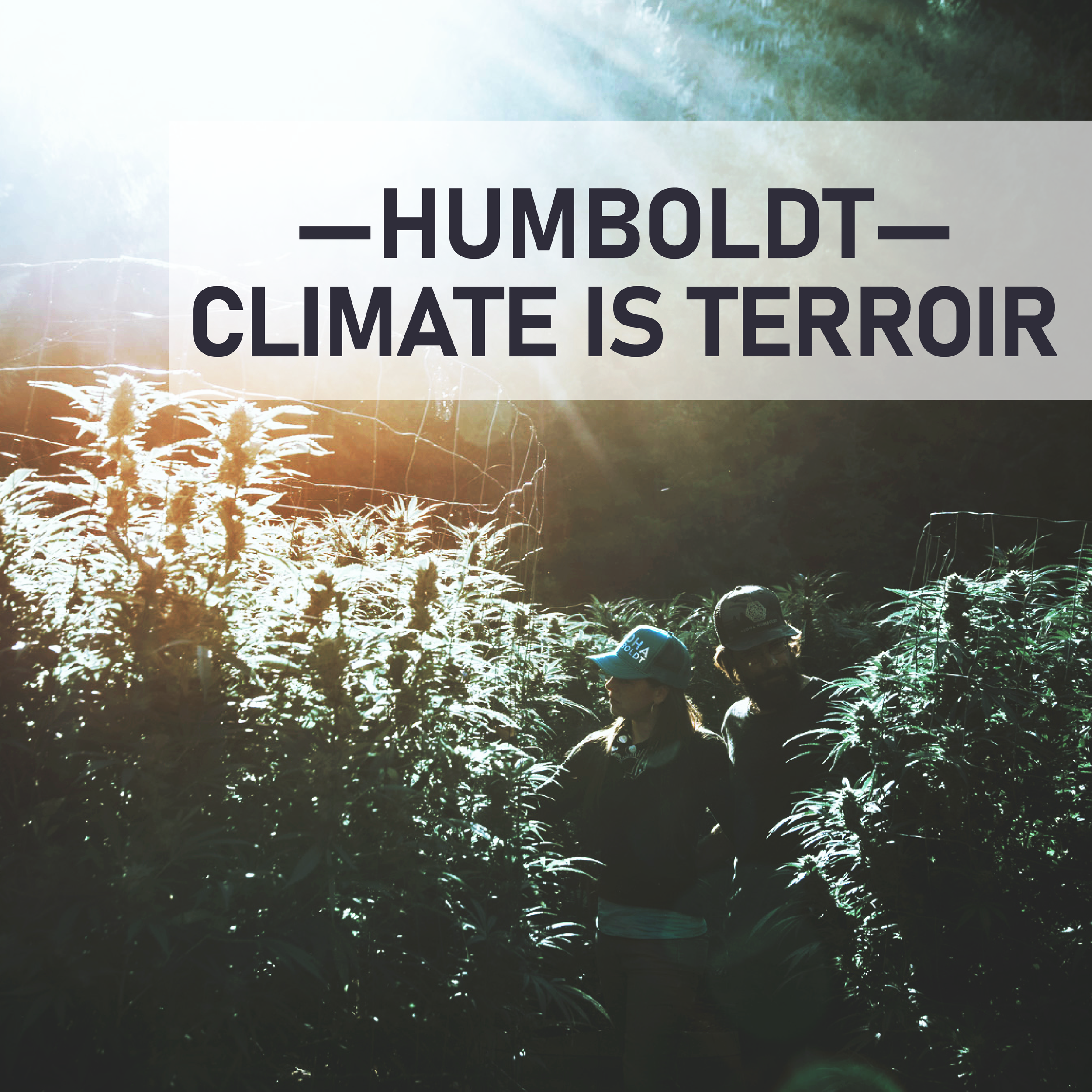 Cannabis in Humboldt: Climate is Terroir