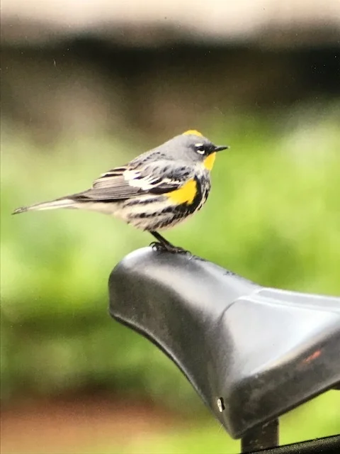 On worry and little birds