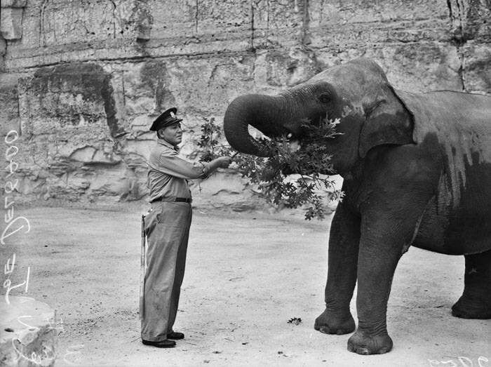 Set in Stone: A History of the San Antonio Zoo