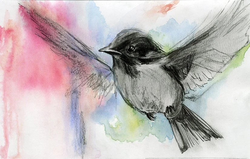 watercolorbird3.jpg