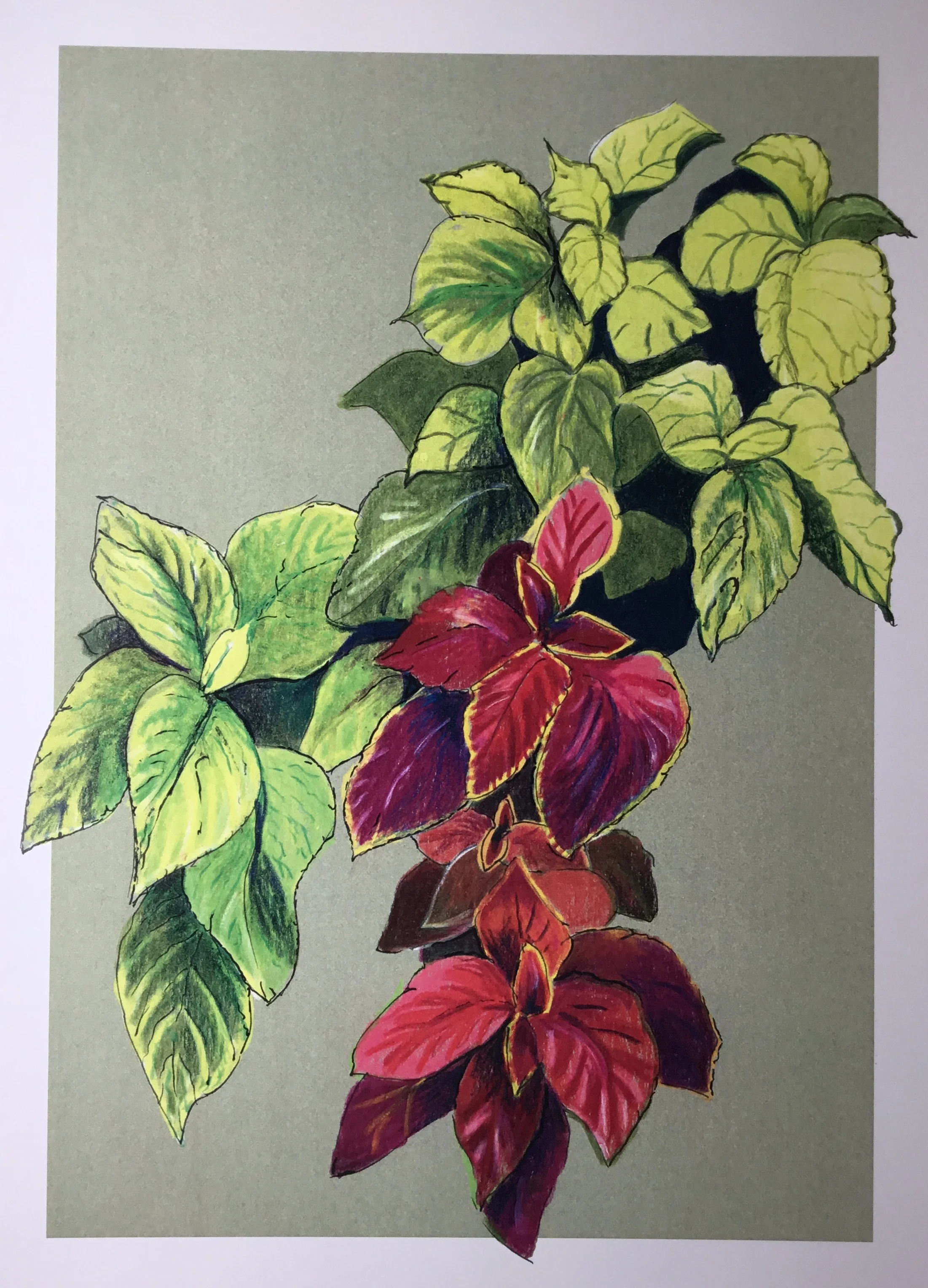 Coleus #1.jpg