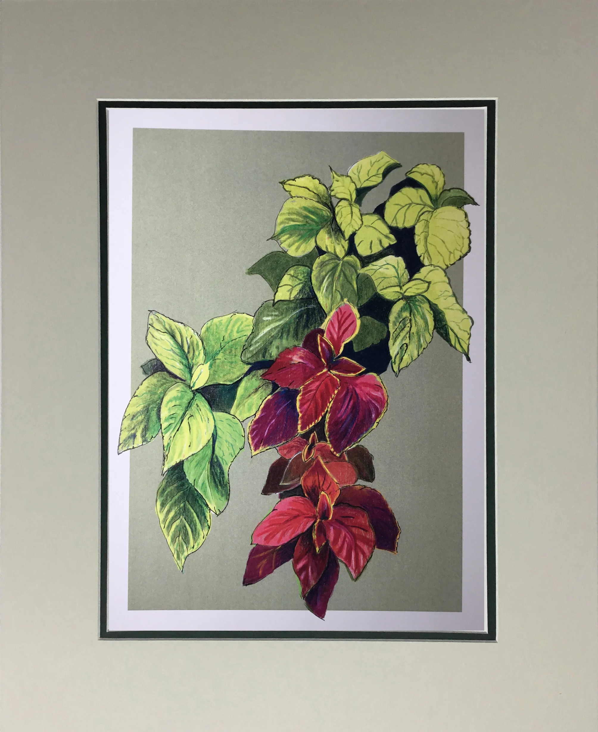 Coleus #1 MATTED.jpg