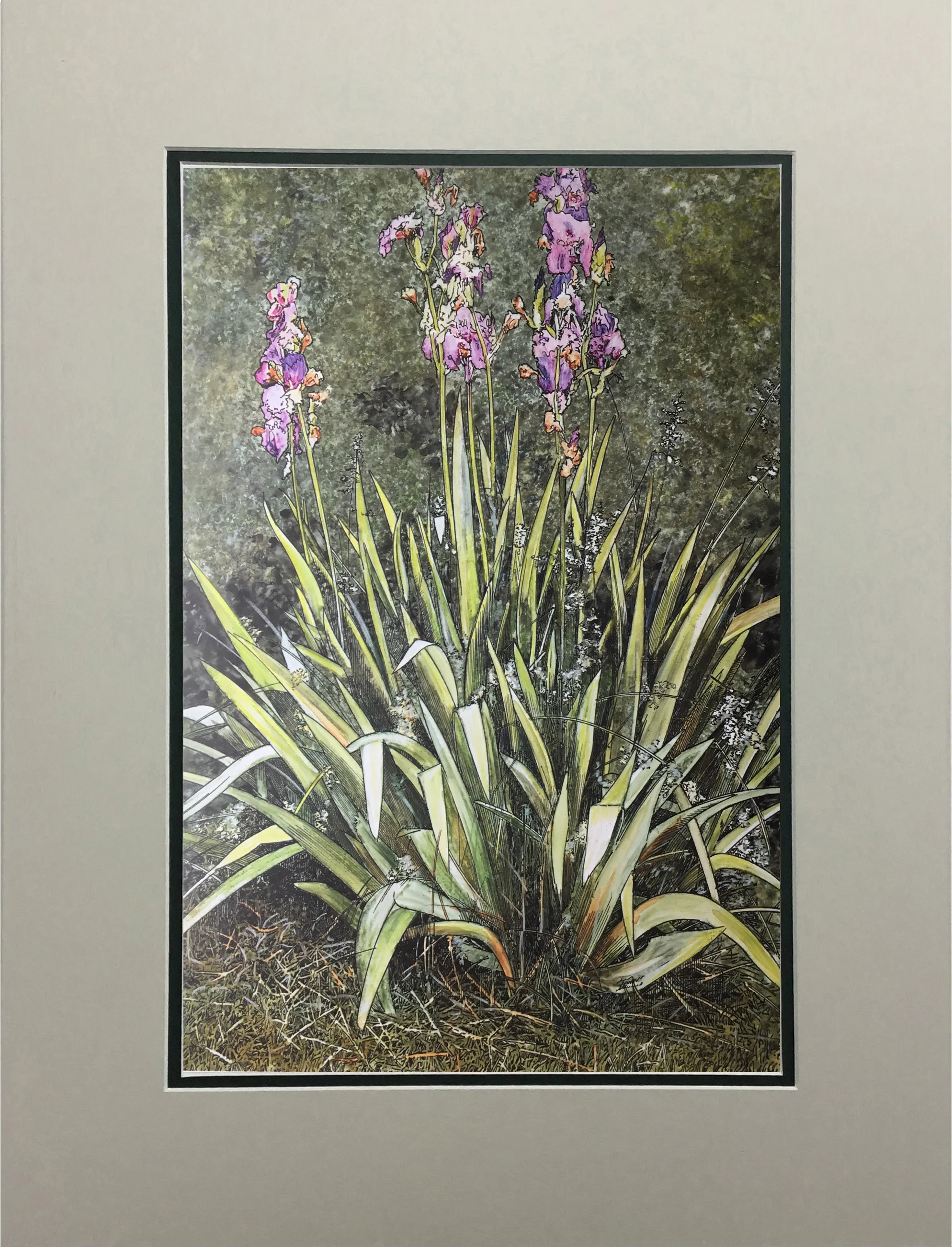 Iris Outback MATTED.jpg