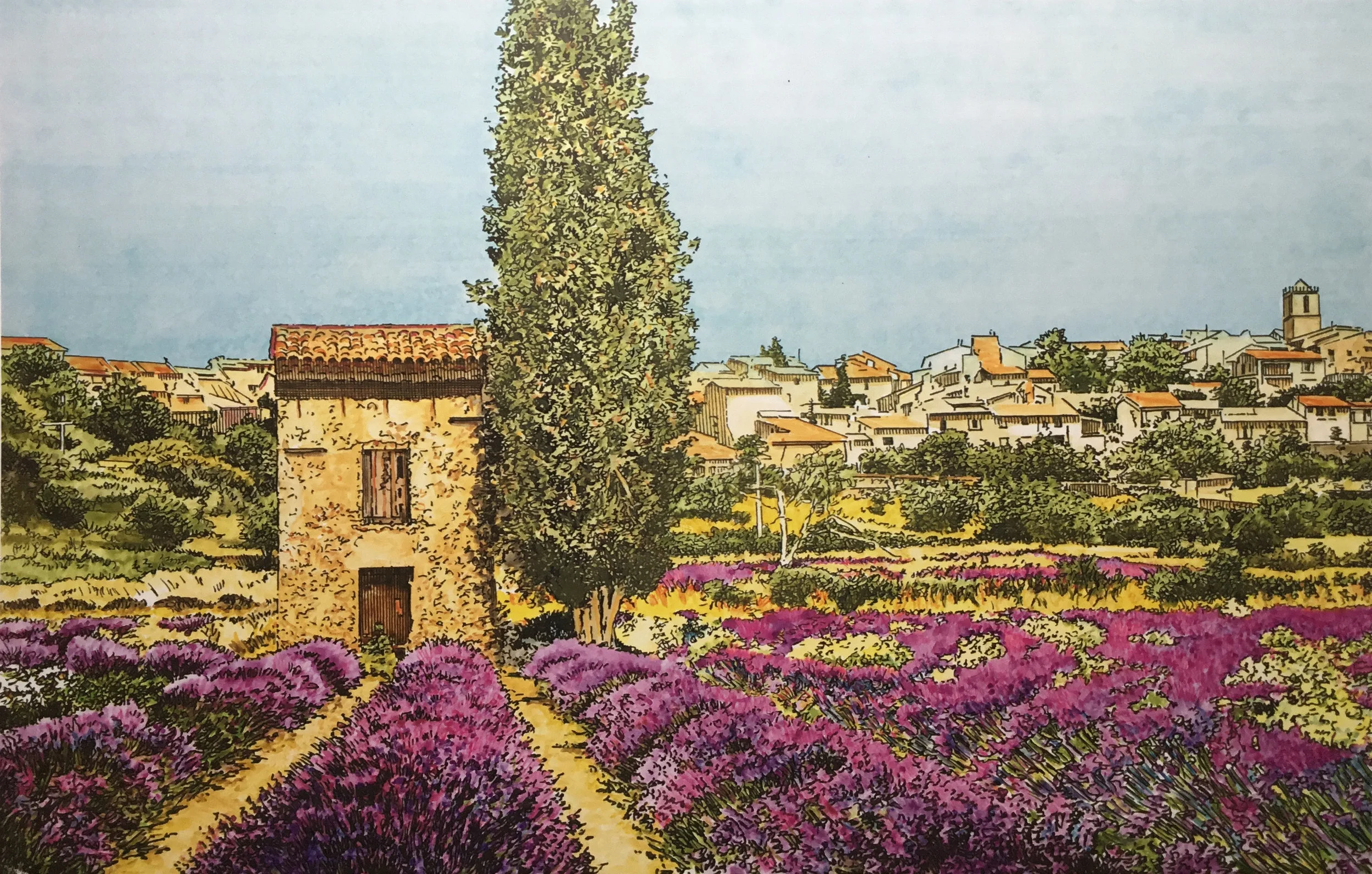 Lavender Field.jpg