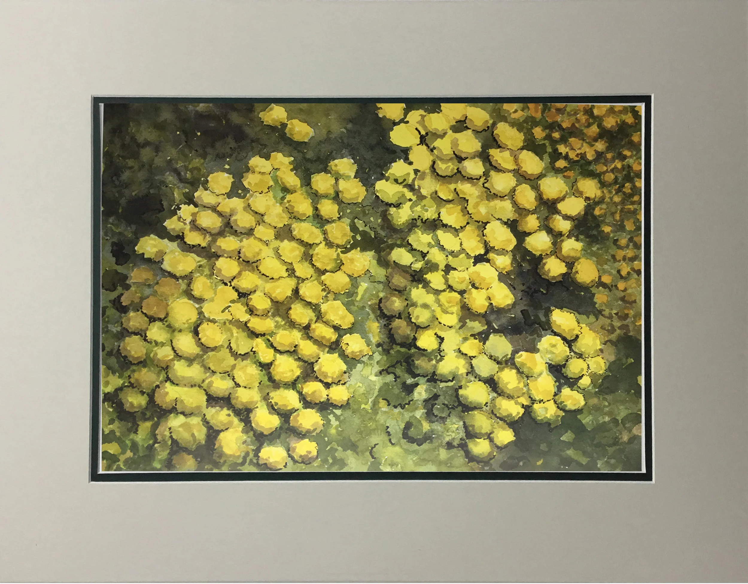 Mimosa MATTED.jpg